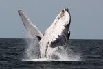 View the Whales gallery